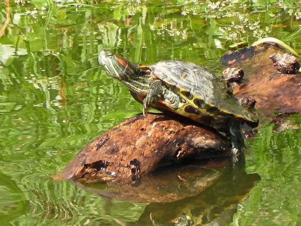 istock Red-eared Slider Turtle (Trachemys scripta elegans) resting on a rock in a Florida lake 1226386011