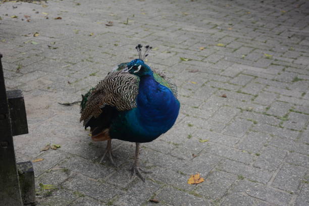 istock Beautiful Peacock In a farm 1226386329