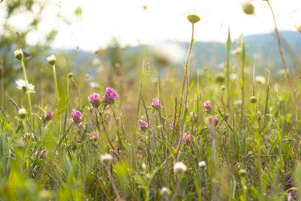 Daisies and clover in the meadow in the sun. Beautiful bright background with wild flowers. Spring Sunny day Blooming field and blue sky. Flowers in selective focus.