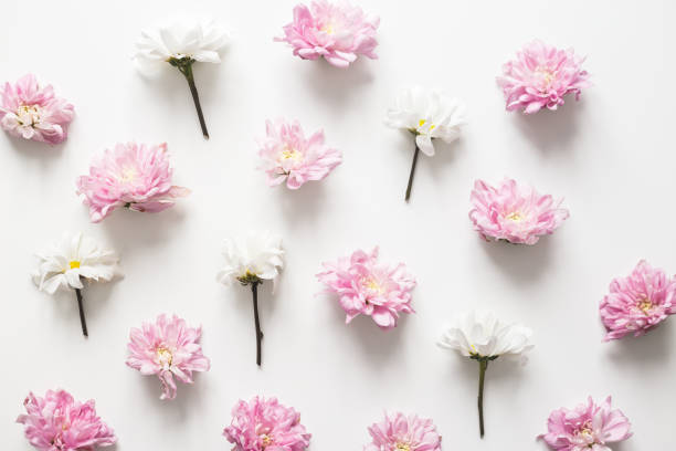 istock Chrysanthemum pattern spring background, pure concept, fancy color. Flat lay, topview isolated on white 1226387110