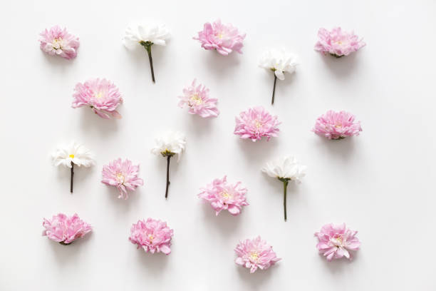 istock Chrysanthemum pattern spring background, pure concept, fancy color. Flat lay, topview isolated on white 1226387116