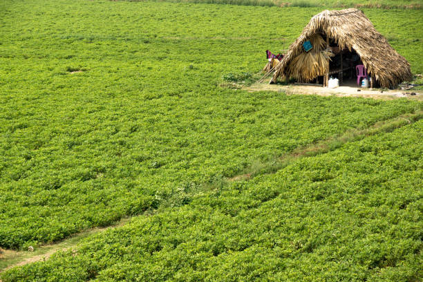 The crops field and hut in Myanmar