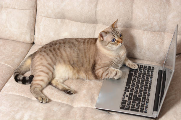 istock Scottish straight cat working at the notebook online at sofa. Blank screen for inserting you image. 1226389190