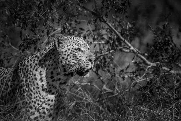 istock Leopard in Kruger National park, South Africa 1226389232