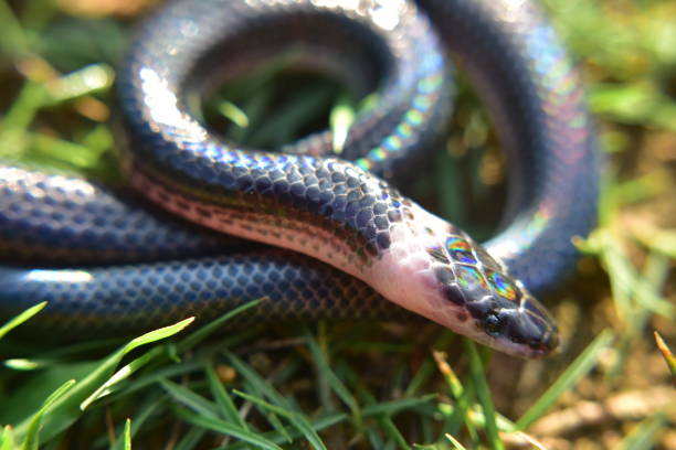 istock Sunbeam snakes are found in southern Thailand. 1226389262