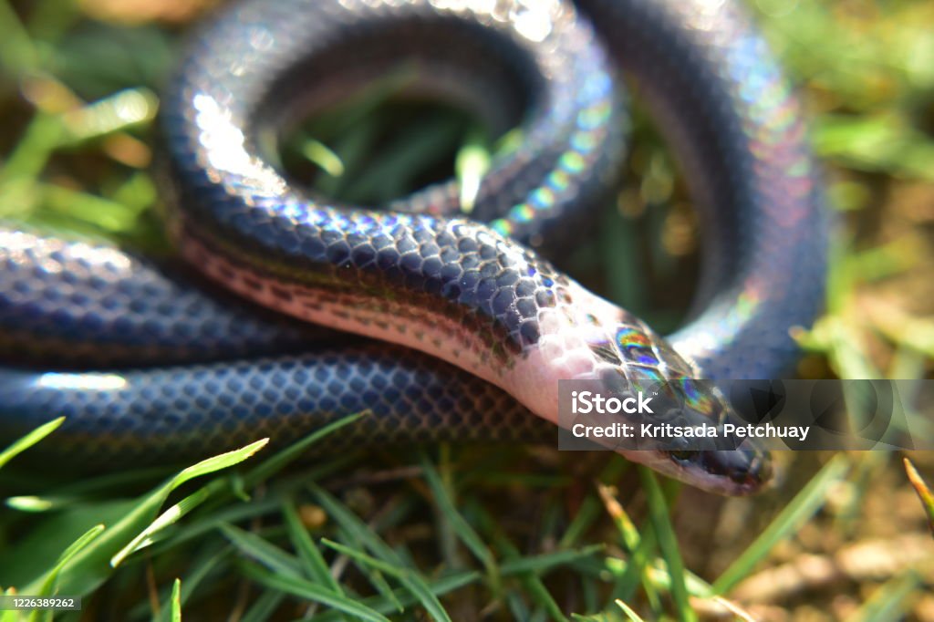 Sunbeam snakes are found in southern Thailand. Abstract Stock Photo