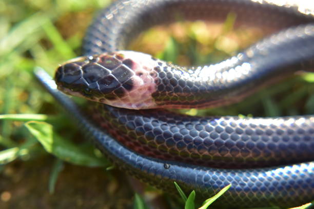 istock Sunbeam snakes are found in southern Thailand. 1226389270