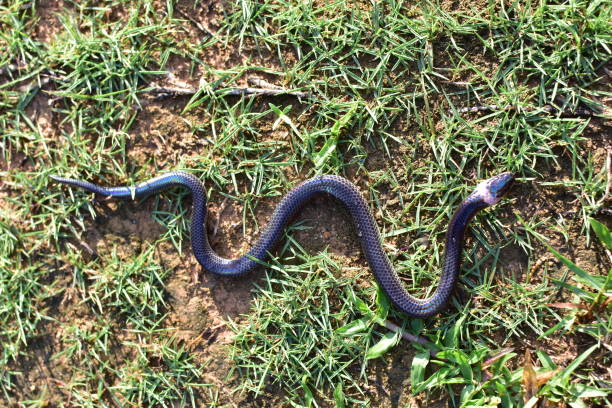 istock Sunbeam snakes are found in southern Thailand. 1226389902
