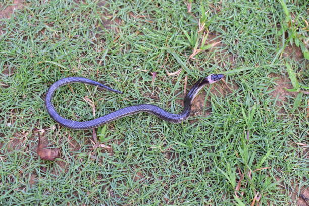istock Sunbeam snakes are found in southern Thailand. 1226389952