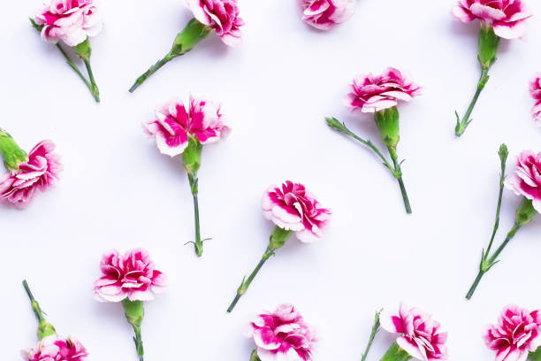 istock Carnation flower on blue background.  Top view 1226390090