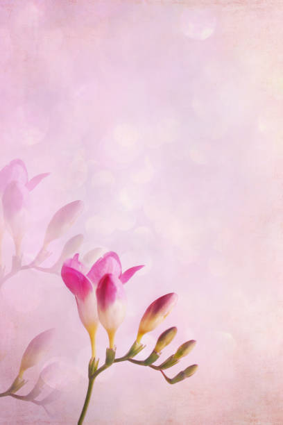 istock Pink Freesia Stem and Flowers 1226390253
