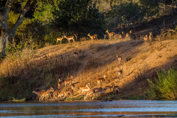 istock Common Impala in Kruger National park, South Africa 1226390603