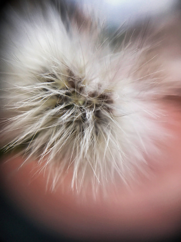 Close-up of sow-thistle seeds