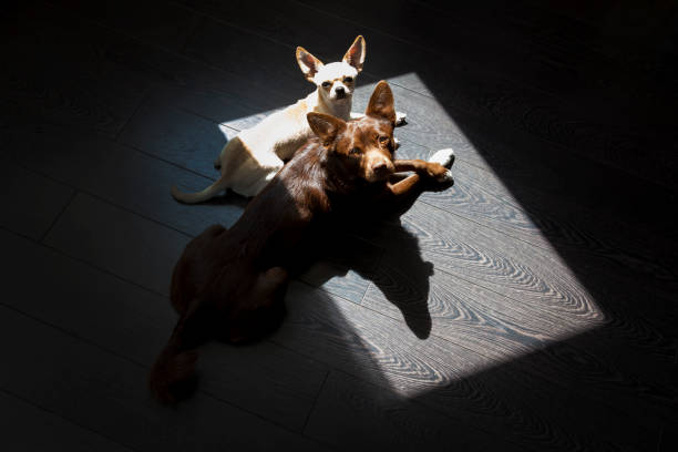 istock Dogs sleeping together by fireplace 1226390797