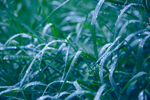 Close-up on wild long grass with raindrops