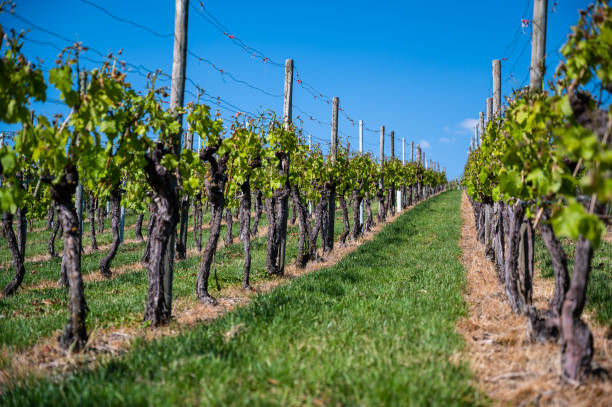istock A beautiful scenery of a vineyard under a clear blue sky during daytime 1226392052
