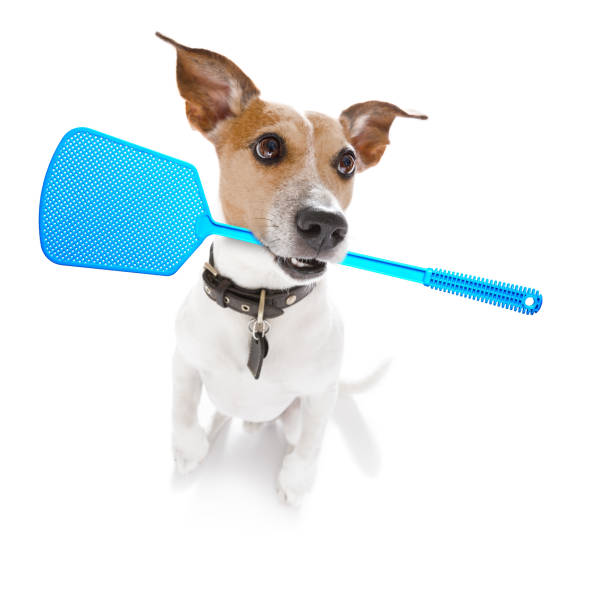 dog  with fleas, ticks or insects