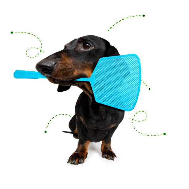 istock dog  with fleas, ticks or insects 1226394866