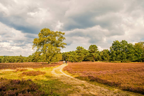 Heathland with flowering common heather
