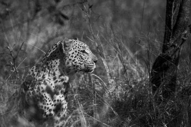 istock Leopard in Kruger National park, South Africa 1226395712