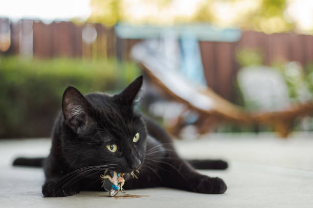 A black housecat eating a native Western Fence Lizard in California stock photo