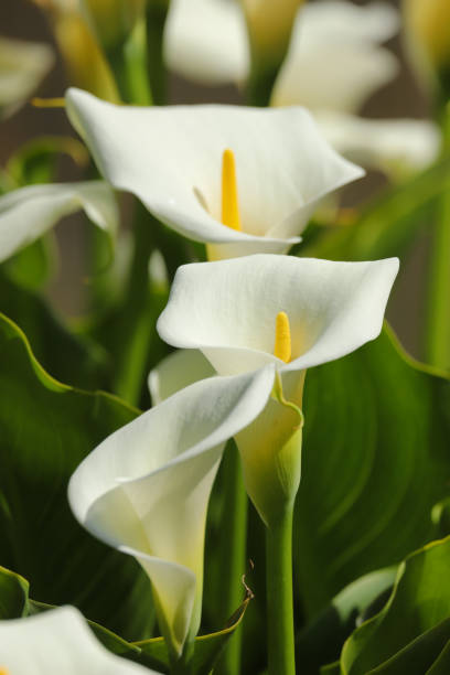 fiori di giglio arum bianco - lily calla lily flower single flower foto e immagini stock