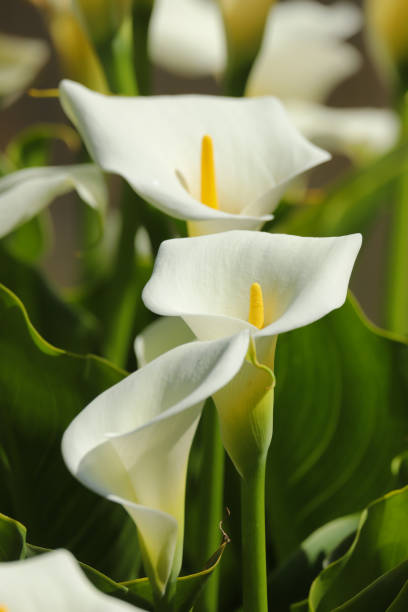 flores de lírio de arum branco - lily calla lily flower single flower - fotografias e filmes do acervo