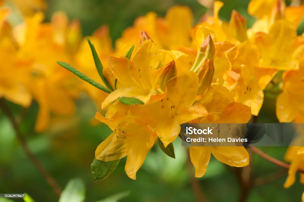 Foto de Flores De Azaleia Amarela e mais fotos de stock de Amarelo - Amarelo,  Azaléia, Arbusto - iStock