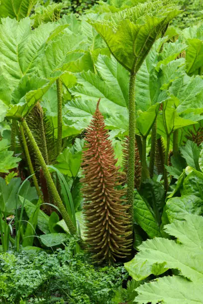 Spring growth of the leaves and flowers of Gunnera manicata growing by the edge of a pond in the UK