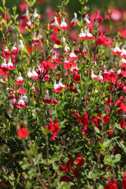 fleurs rouges et blanches des lèvres chaudes de salvia - salvia microphylla photos et images de collection
