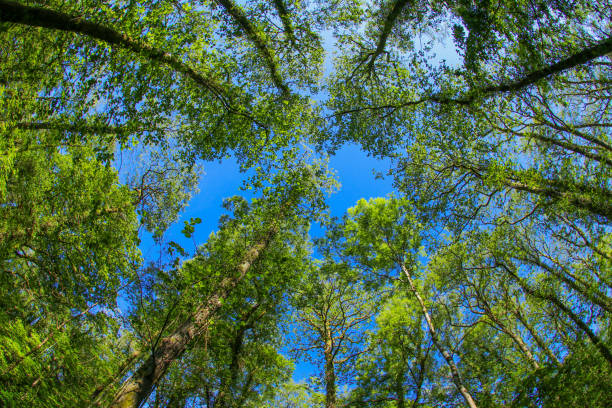 istock Ancient British woodland through a fisheye lens 1226399391