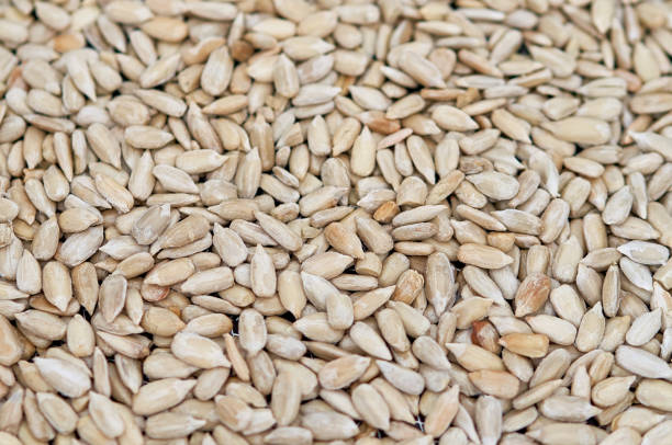 istock sunflower seeds are fried in a pan 1226399531