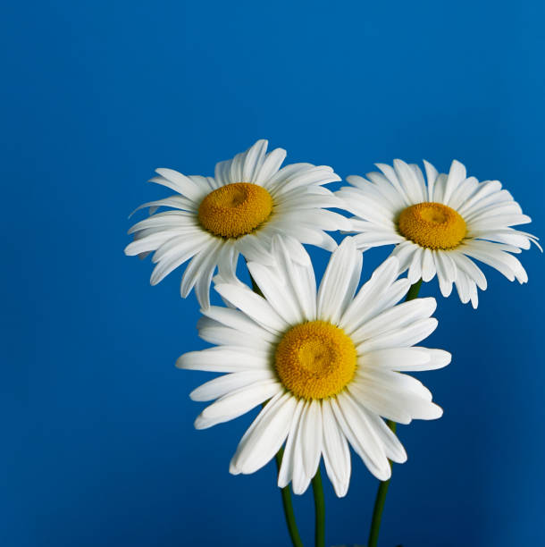 istock daisy flower growing on a blue background 1226399599