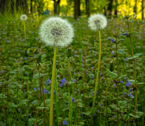 dandelion flower growing on a blue background