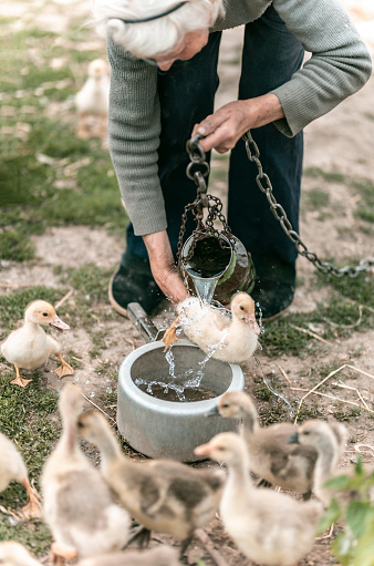 Senior woman feeding ducklings Stock photo