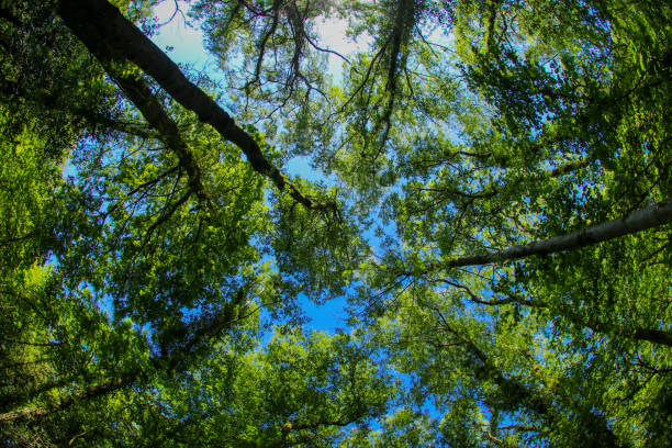 istock Ancient British woodland through a fisheye lens 1226400207