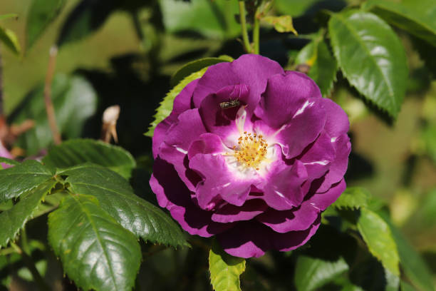 istock Beautiful purple rose flower 1226400234