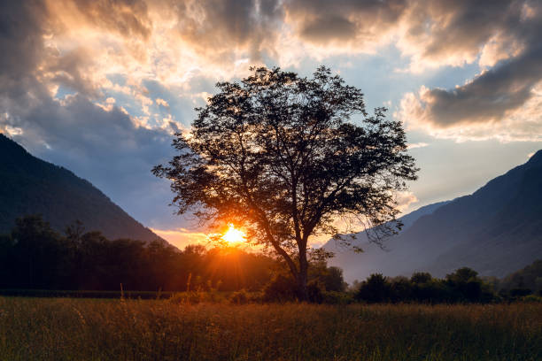 istock Sunset in the mountains with amazing sky colors with tree and sun shining through its branches 1226400661