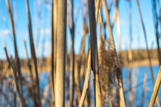 istock Dry Reed stems (Phragmites) are large, tall river grass. Beautiful background. 1226400914