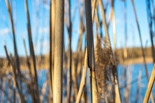 Dry Reed stems (Phragmites) are large, tall river grass. Beautiful background.