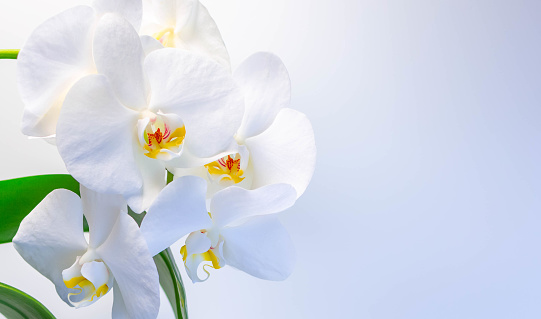 Beautiful white orchids on a white-gray background