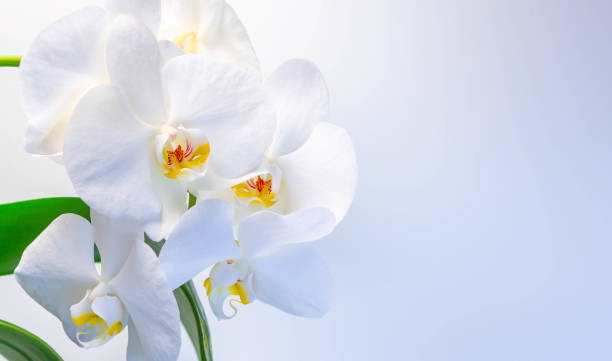 Beautiful white orchids on a white-gray background Beautiful white orchids on a white-gray background orchid white stock pictures, royalty-free photos & images