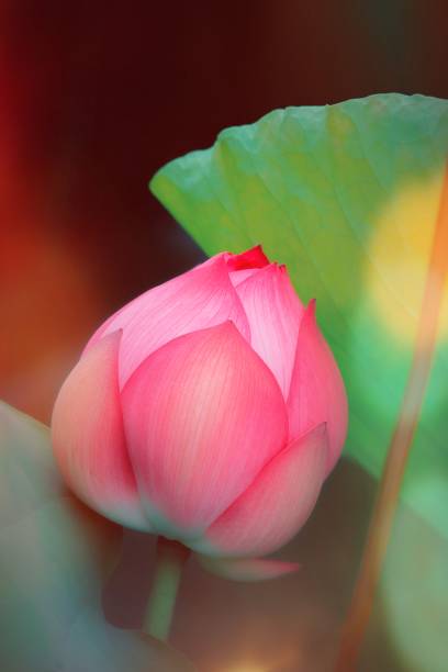 lotus blooming in the pond in summer - single flower macro lotus close up imagens e fotografias de stock