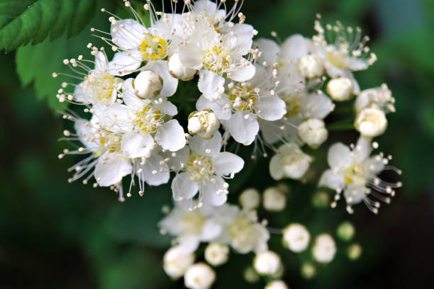 istock Background of white small white flowers. Fruit flowering tree. Full bloom 1226403044