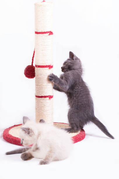 istock Two little funny kittens play with a jute claw 1226404808