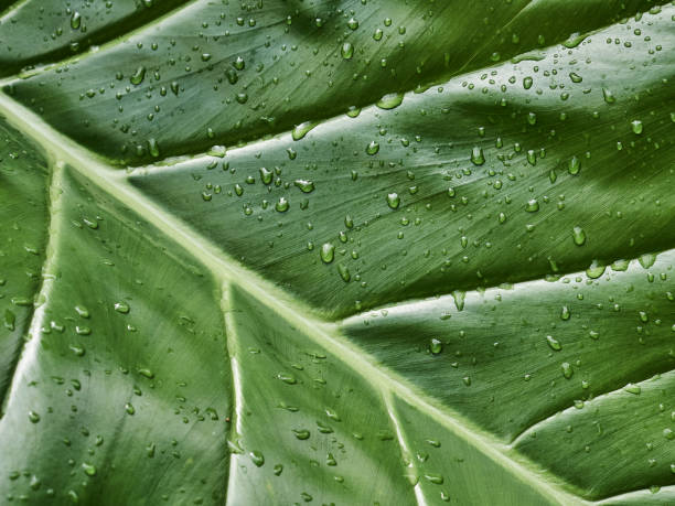 close-up of a giant monstera deliciosa philodendron ivy with raindrops after a tropical rain in guadeloupe - rainforest cheese plant philodendron leaf vein imagens e fotografias de stock