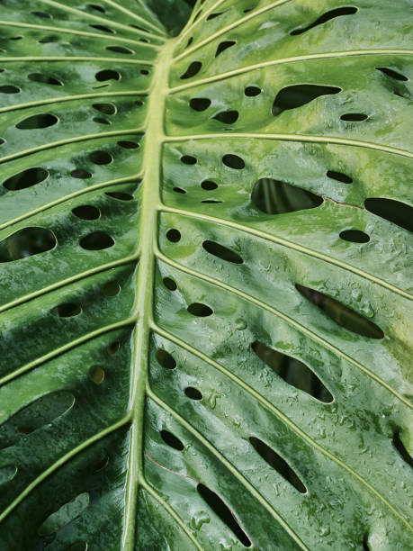 monstruo gigante deliciosa philodendron hiedra con gotas de lluvia después de una lluvia tropical en guadalupe - cheese plant philodendron rainforest leaf vein fotografías e imágenes de stock