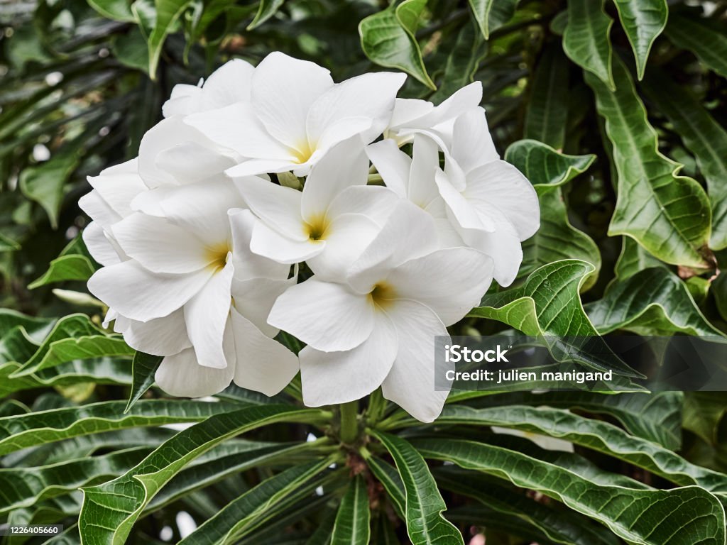 Foto de Flores Brancas Plumeria Pudica Frangipani Em Guadalupe Índias  Ocidentais Buquê De Noiva e mais fotos de stock de Agricultura - iStock