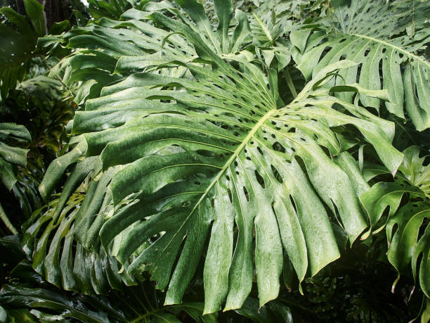 giant monstera deliciosa philodendron ivy with raindrops after a tropical rain in guadeloupe - rainforest cheese plant philodendron leaf vein imagens e fotografias de stock