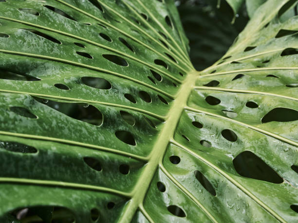 monstruo gigante deliciosa philodendron hiedra con gotas de lluvia después de una lluvia tropical en guadalupe - cheese plant philodendron rainforest leaf vein fotografías e imágenes de stock